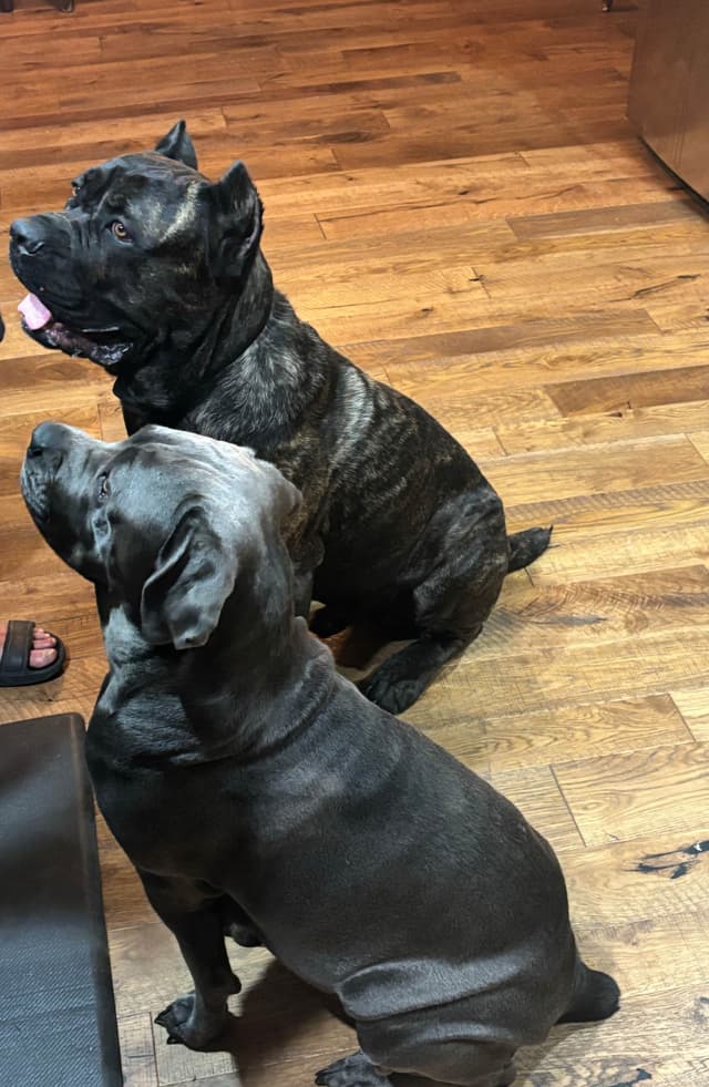 Cane Corso Puppies media 13