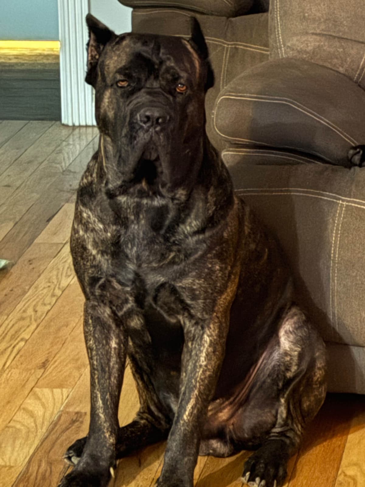 Cane Corso Puppies breeder image 1