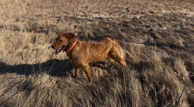 Scent work prospect, high drive for task training media 9