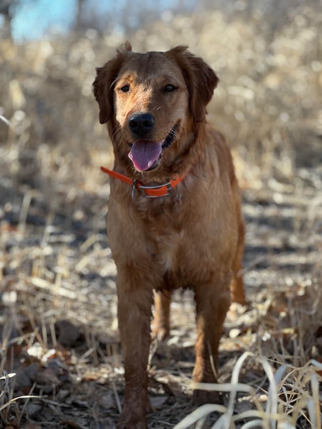 Scent work prospect, high drive for task training media 11