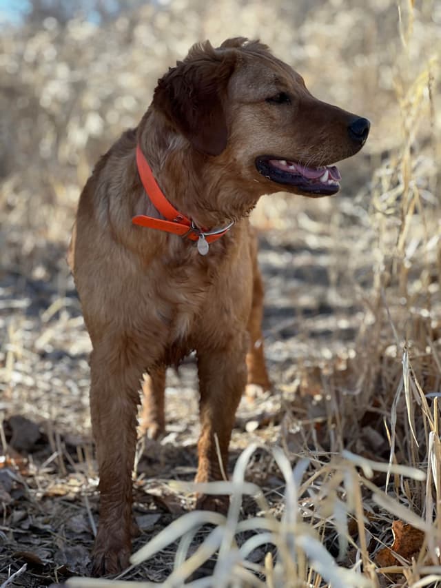 Scent work prospect, high drive for task training media 12