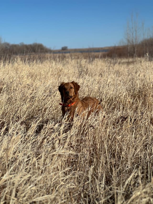 Scent work prospect, high drive for task training media 13
