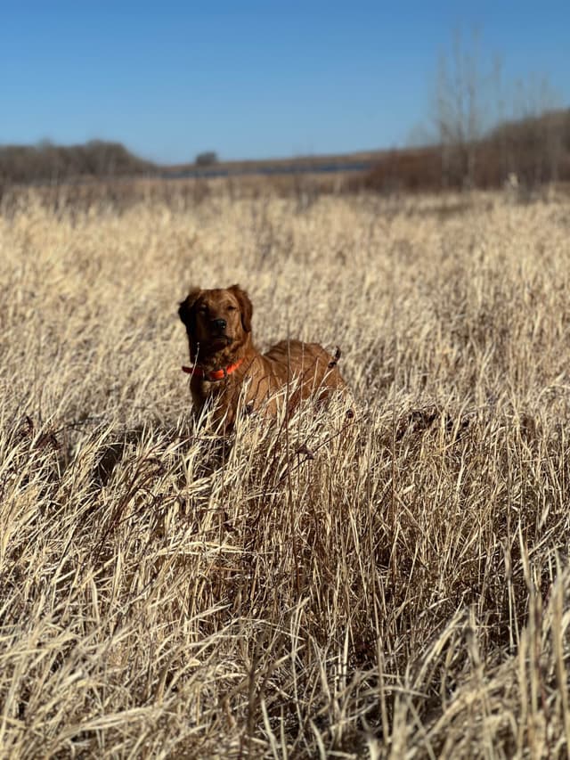 Scent work prospect, high drive for task training media 14