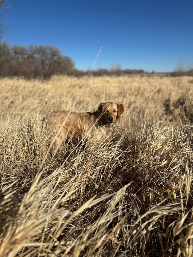 Scent work prospect, high drive for task training media 15