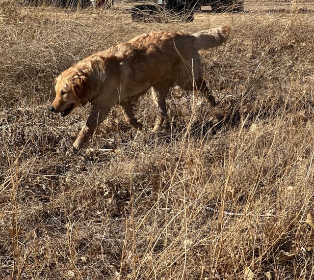 Scent work prospect, high drive for task training media 17