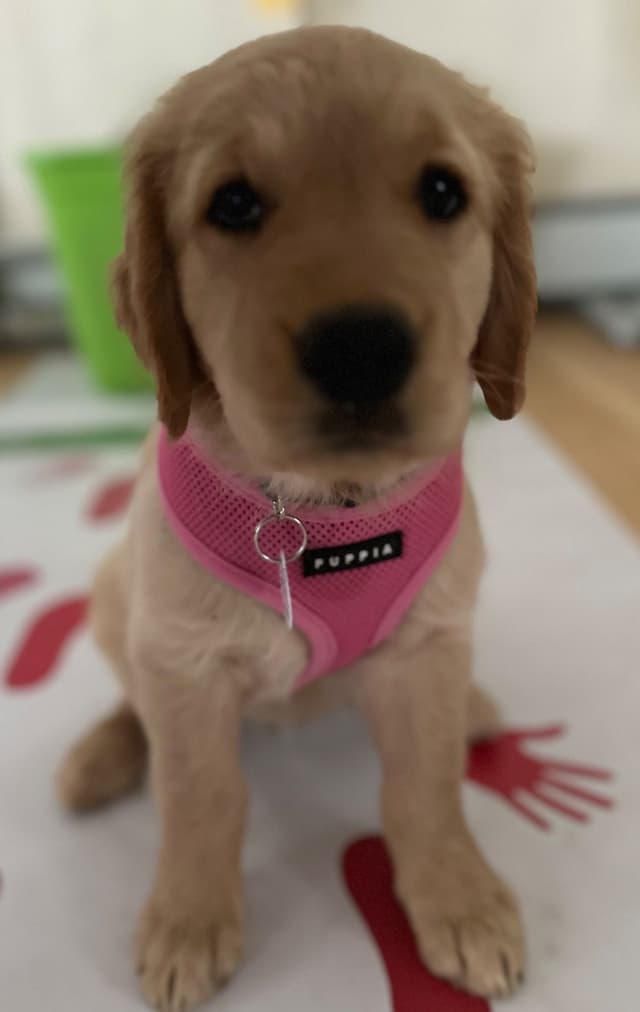 One year old female media 4