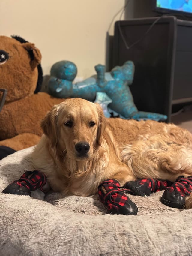 One year old female media 6