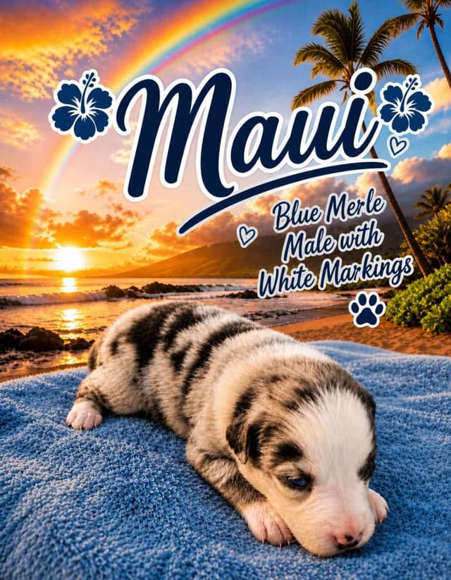 Australian Shepherd Puppies media 8