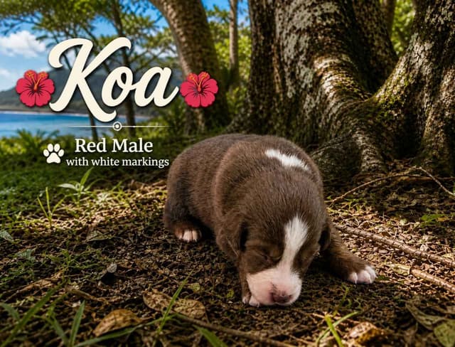 Australian Shepherd Puppies media 6
