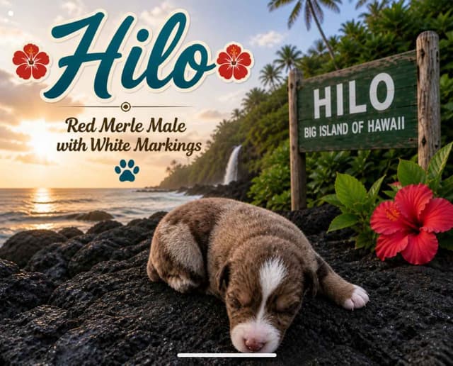 Australian Shepherd Puppies media 7