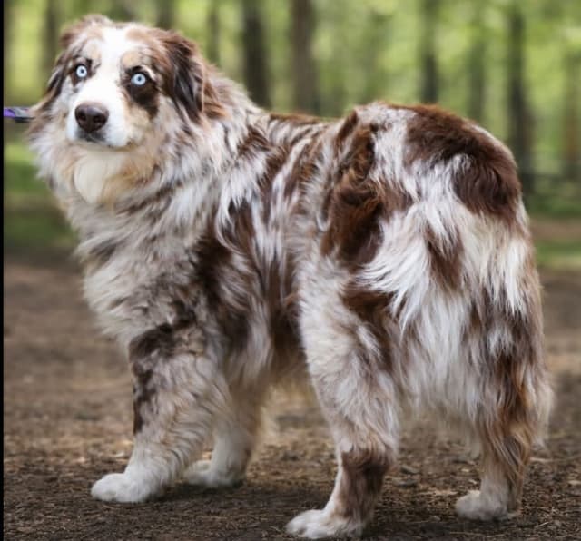 Australian Shepherd Puppies media 11