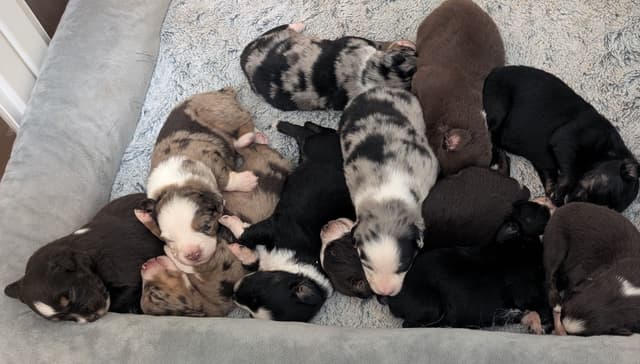 Australian Shepherd Puppies media 13