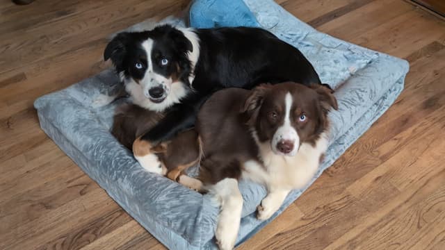 Australian Shepherd Puppies media 14