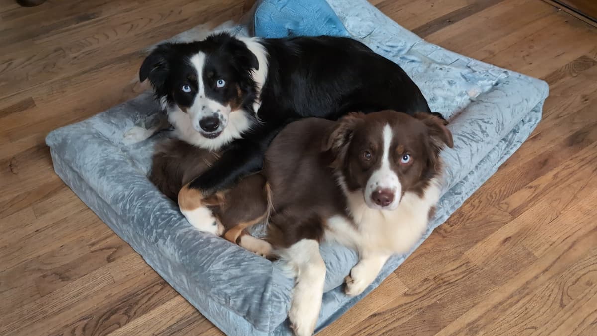 Australian Shepherd Puppies breeder image 1
