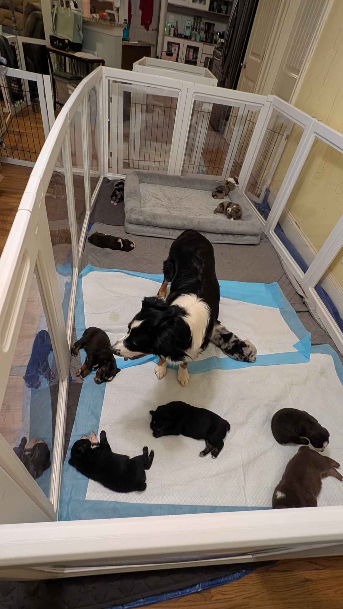 Australian Shepherd Puppies breeder image 2