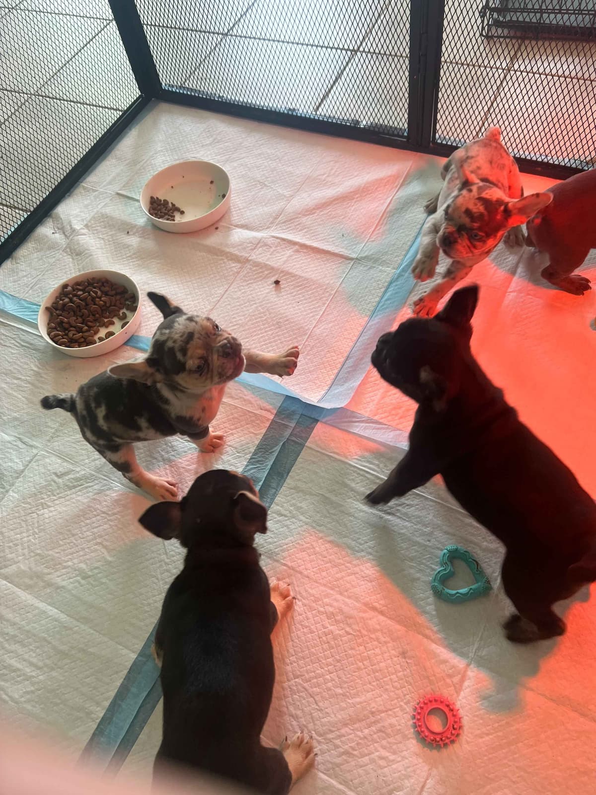 French Bulldog Puppies breeder image 1