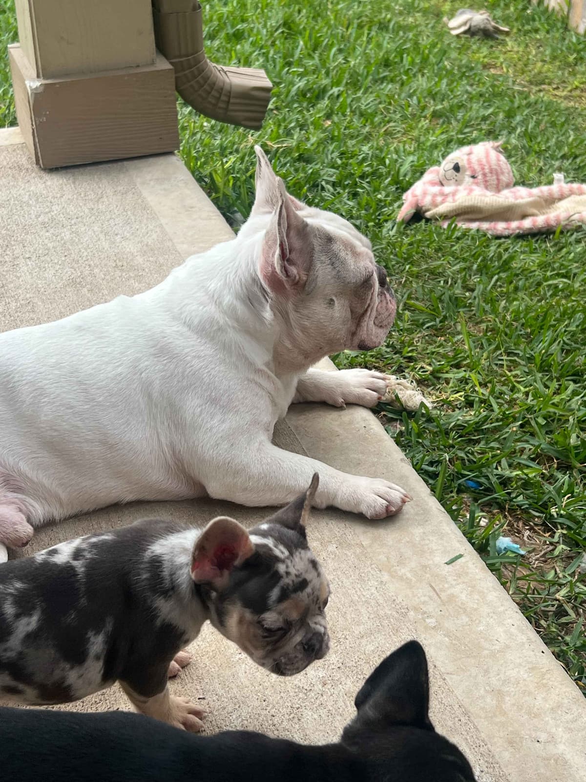French Bulldog Puppies breeder image 2