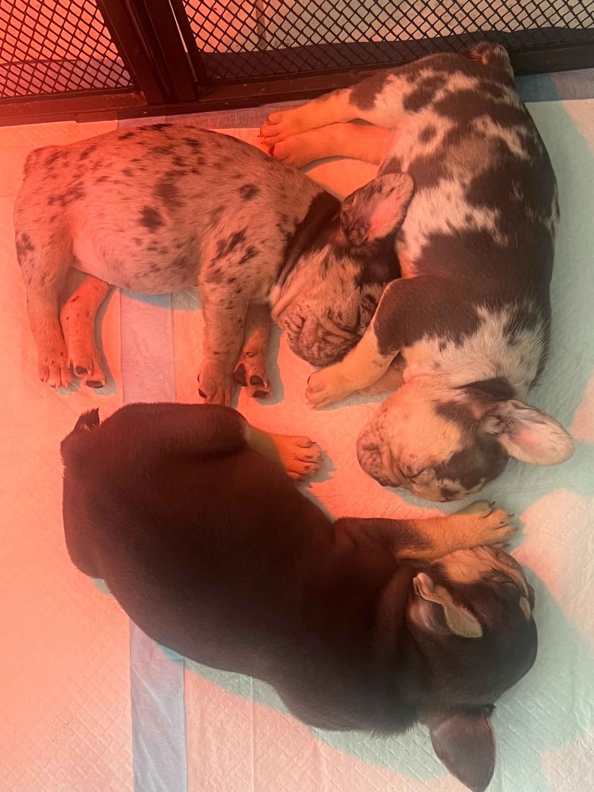 French Bulldog Puppies breeder image 3
