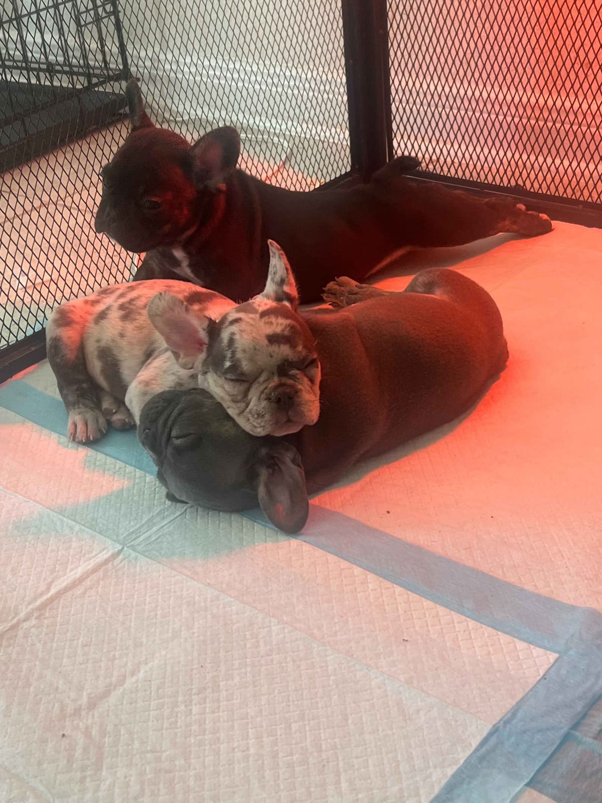 French Bulldog Puppies breeder image 4