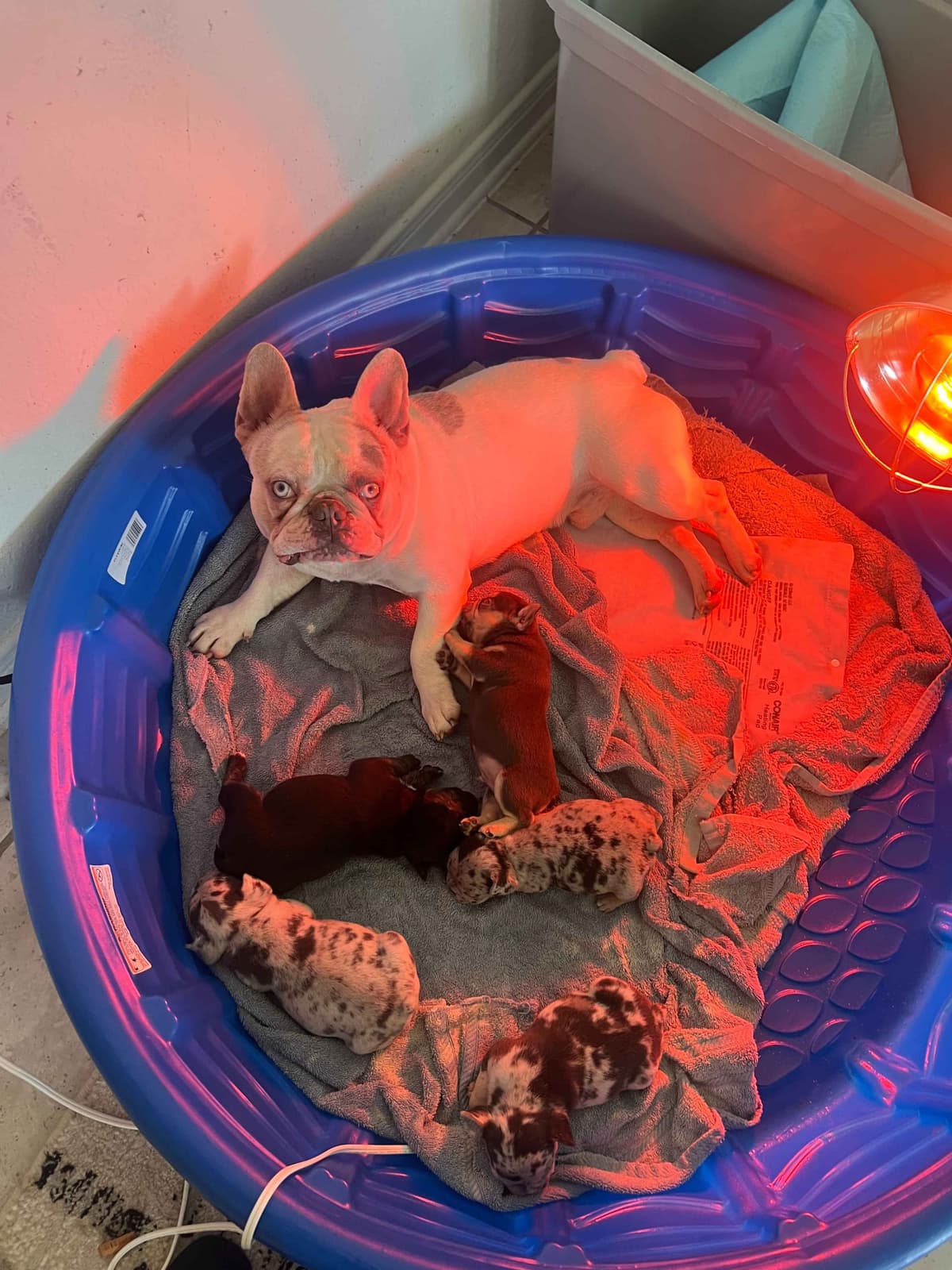 French Bulldog Puppies breeder image 12
