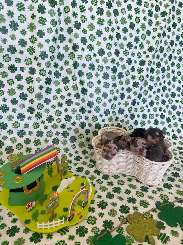 French Bulldog Puppies media 6