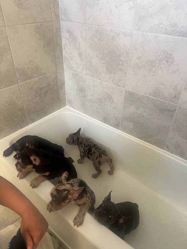 French Bulldog Puppies media 7