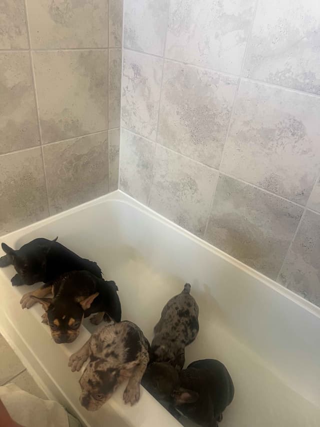 French Bulldog Puppies media 8