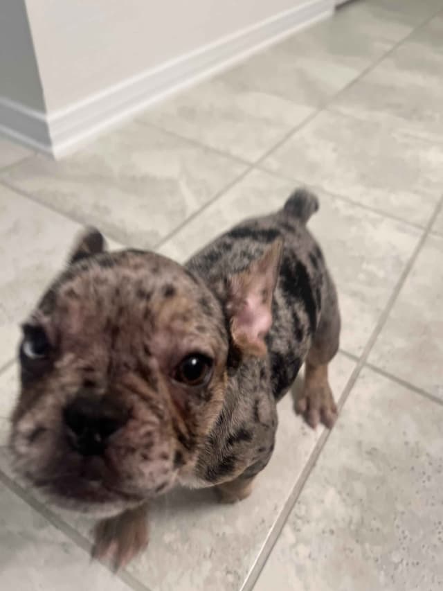 French Bulldog Puppies media 9
