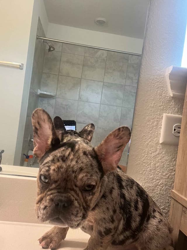 French Bulldog Puppies media 10