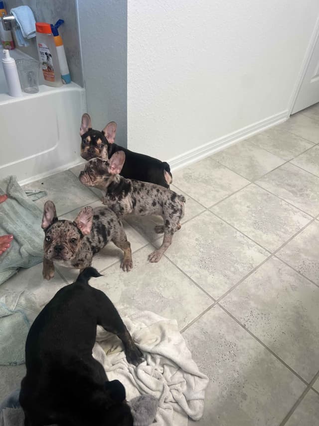 French Bulldog Puppies media 11