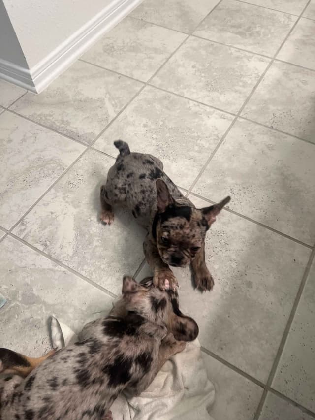 French Bulldog Puppies media 12