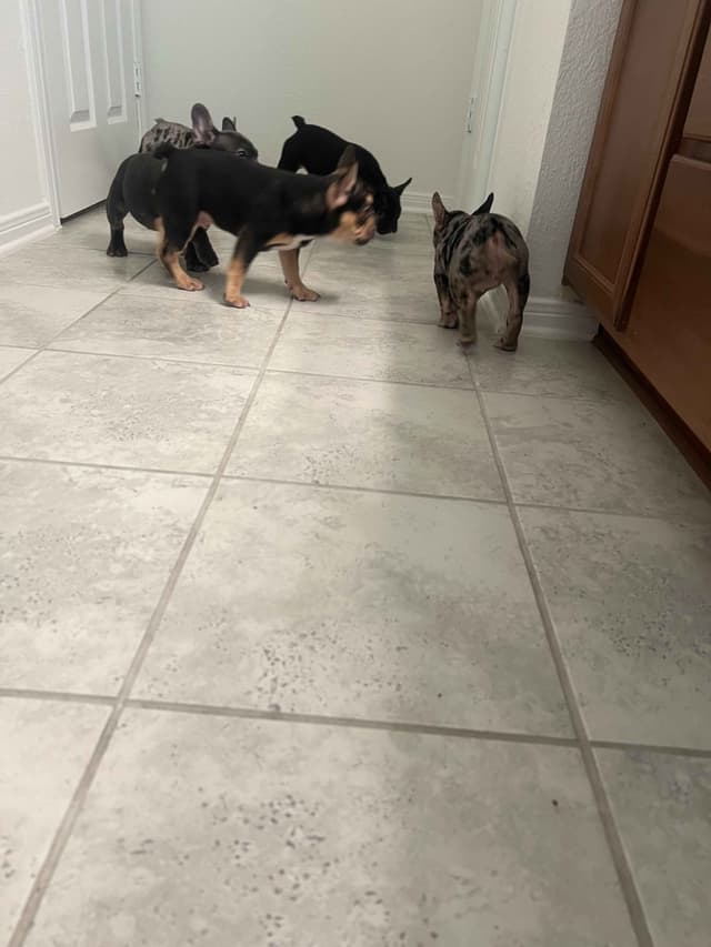 French Bulldog Puppies media 13