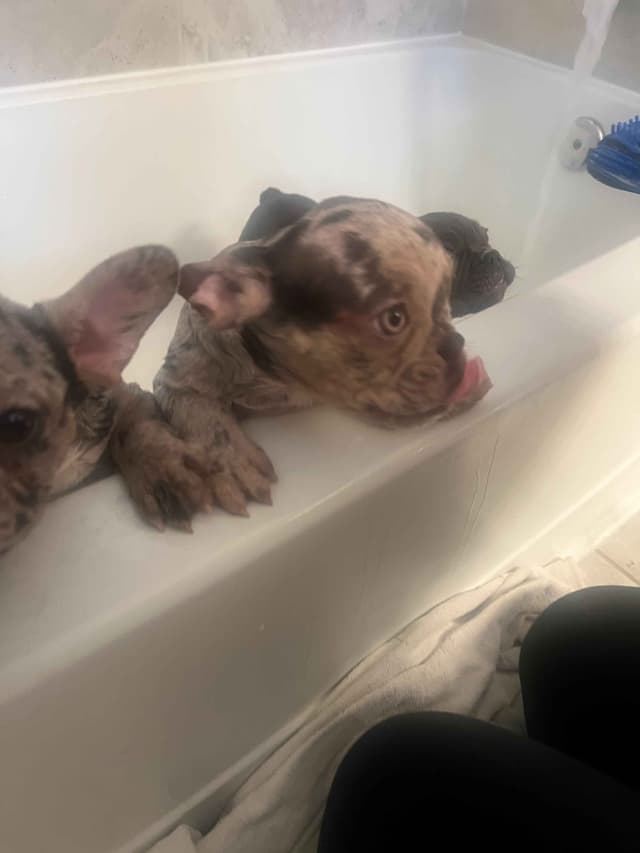 French Bulldog Puppies media 14