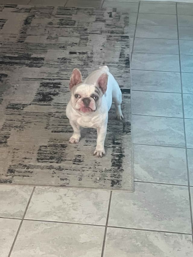 French Bulldog Puppies media 15