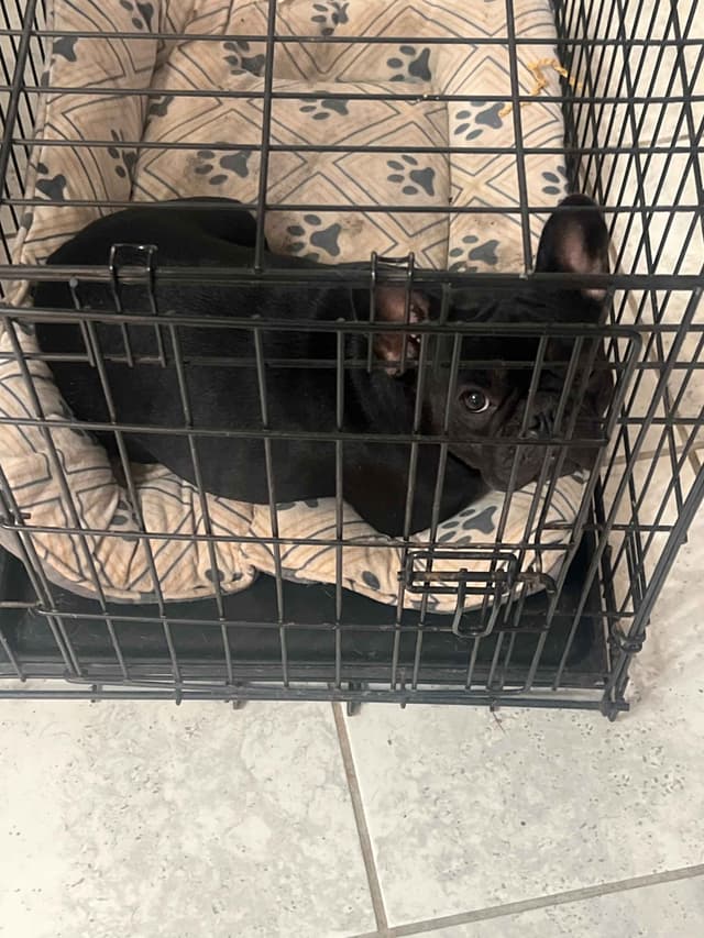 French Bulldog Puppies media 16