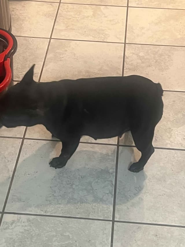French Bulldog Puppies media 17