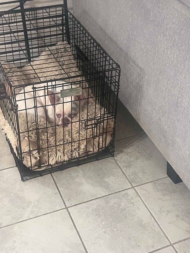 French Bulldog Puppies media 18