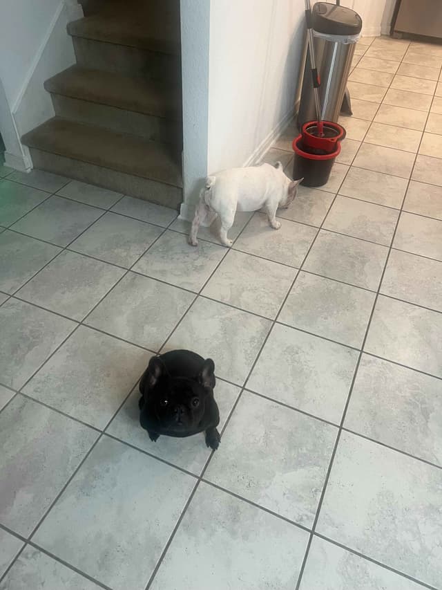 French Bulldog Puppies media 19