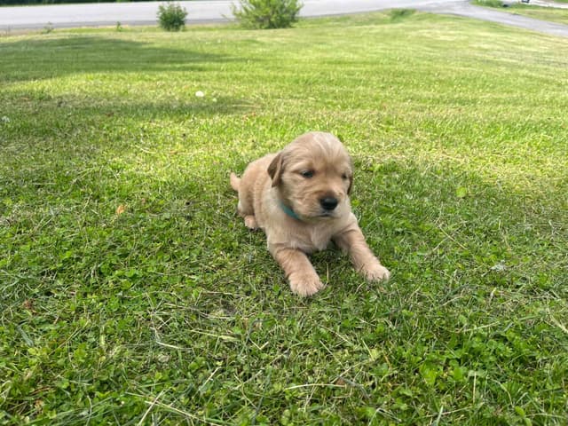 Golden Retriever Puppies media 3