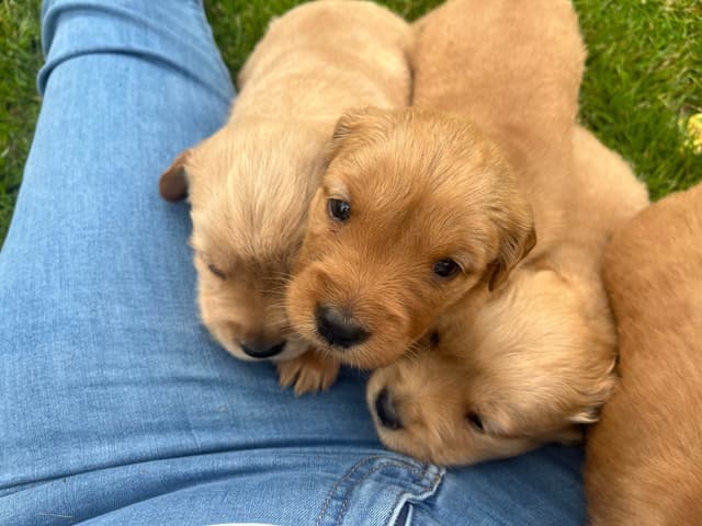 Golden Retriever Puppies media 4