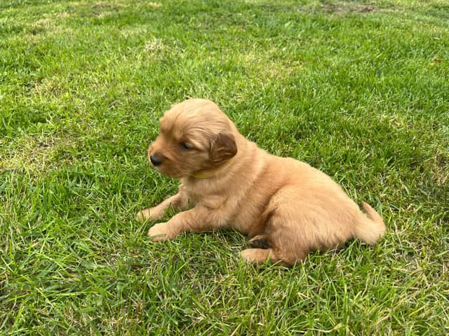 Golden Retriever Puppies media 5