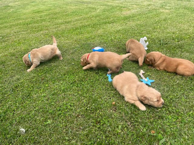 Golden Retriever Puppies media 6