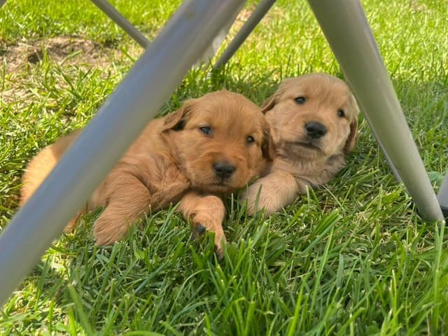 Golden Retriever Puppies media 7