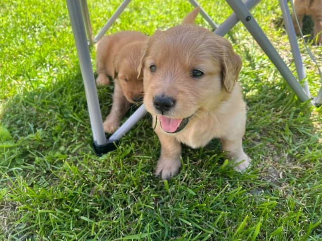 Golden Retriever Puppies media 8