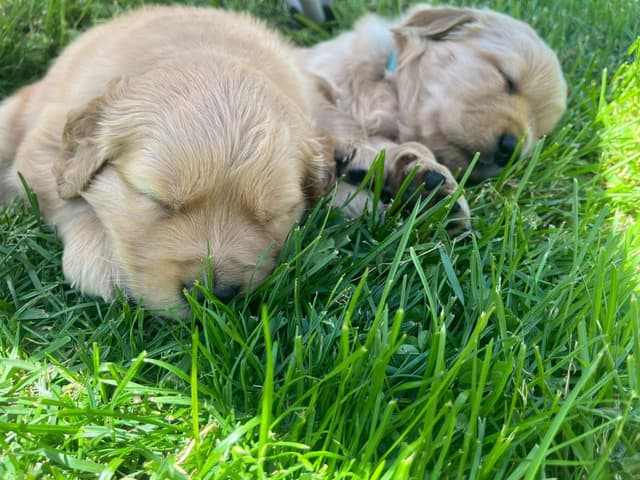 Golden Retriever Puppies media 9
