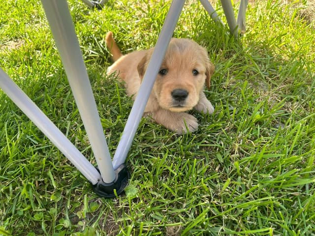 Golden Retriever Puppies media 10