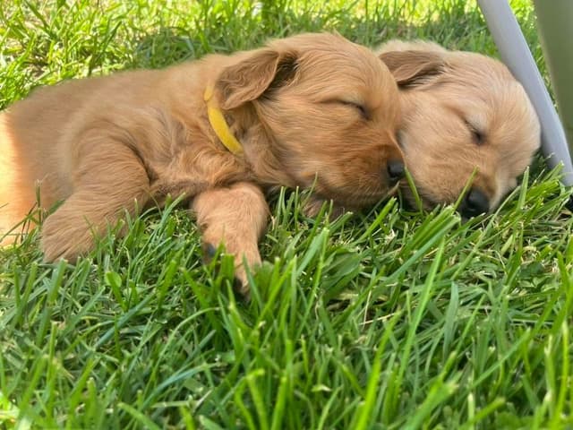 Golden Retriever Puppies media 11