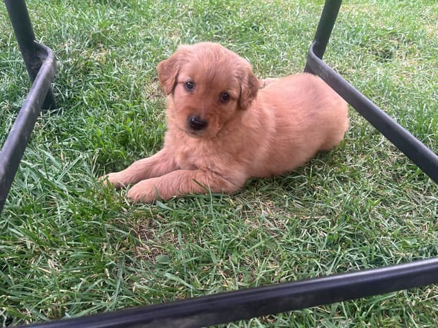 Golden Retriever Puppies media 12