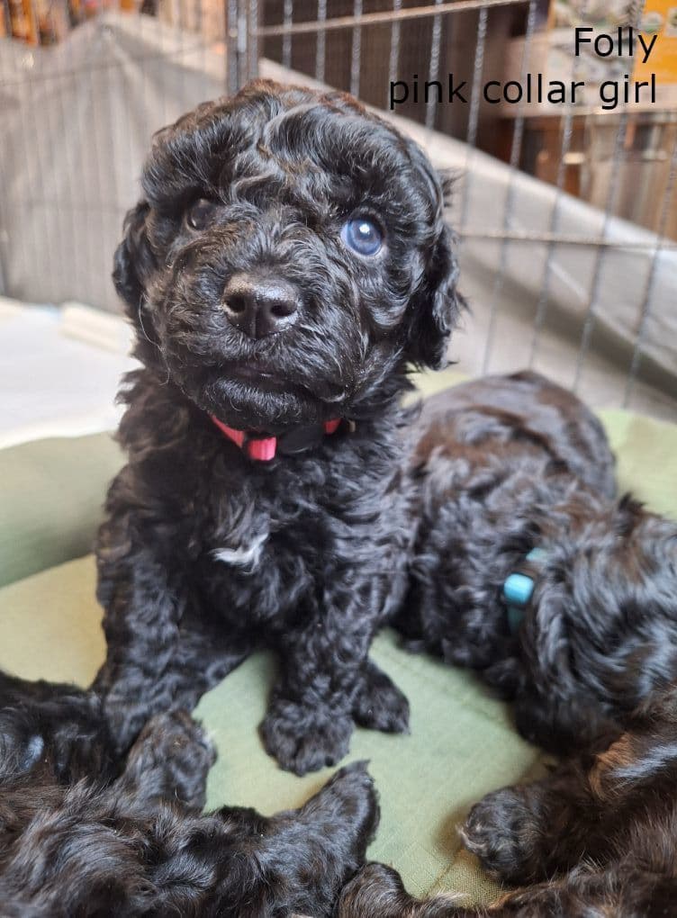 Puli Puppies breeder image 2