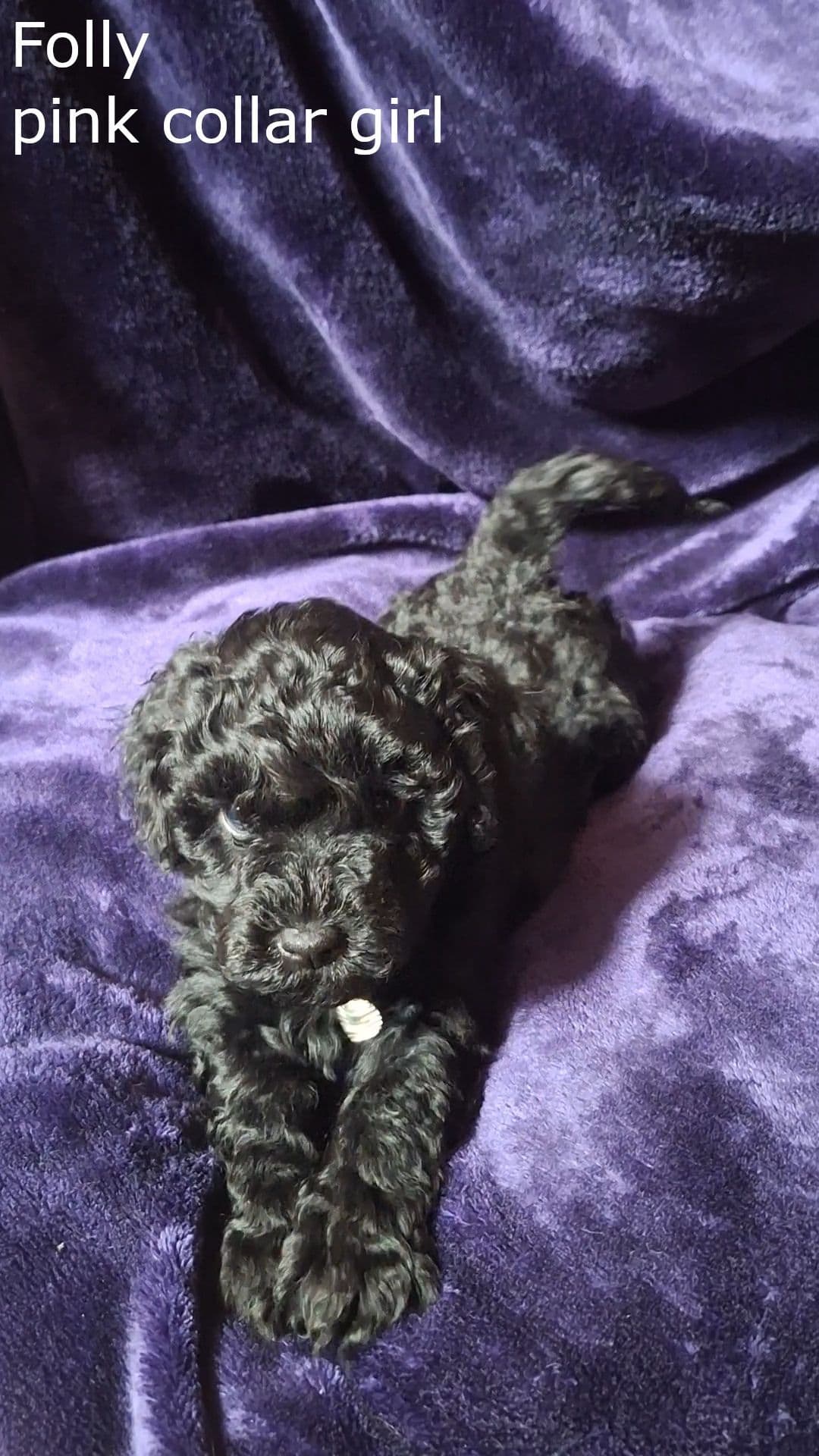 Puli Puppies breeder image 3